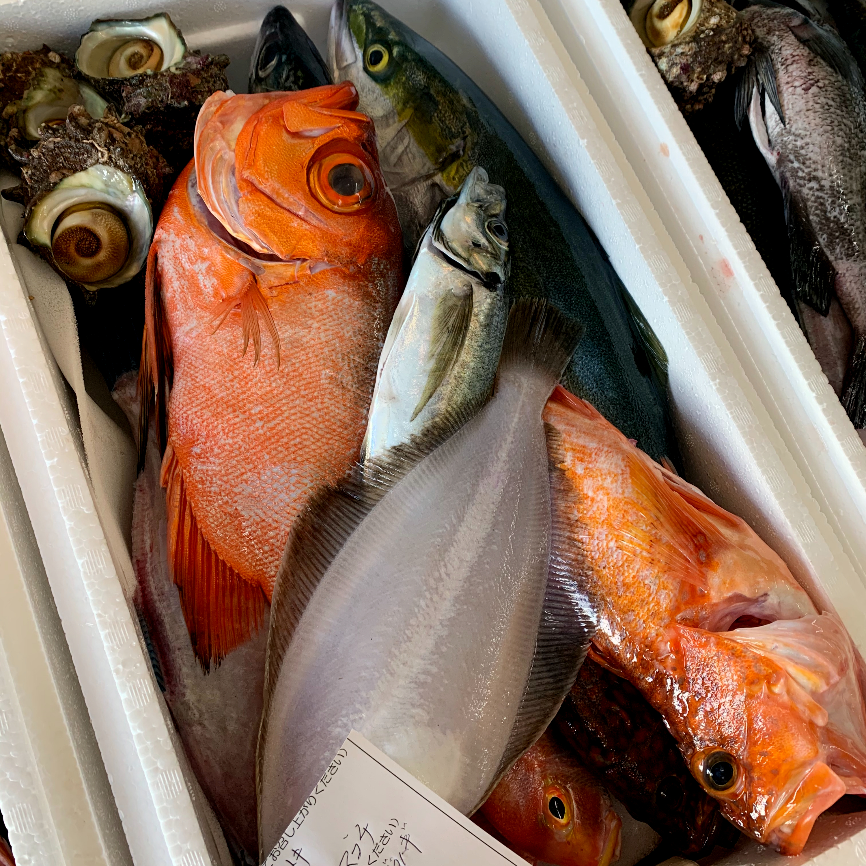 産直tabeloop たべるーぷ 獲れたてをお届け 宮津港直送 山一鮮魚おおきに便 処理済セット 株式会社山一水産 京都府